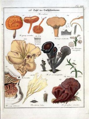 14e Tafel der Huthschwämme