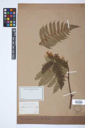 Alsophila squamulata (Blume) Hook.