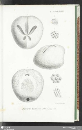 Pl. 896