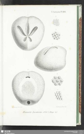 Pl. 896