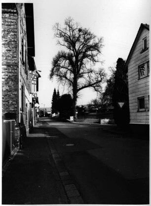 Friedenslinde; Lahnau, Friedenstraße (bei Schellerstraße Nr. 8)