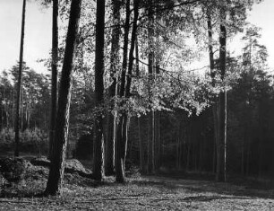 Partie im Schwarzwald