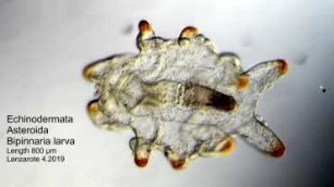 Bipinnaria larva, brightfield, Lanzarote 2019