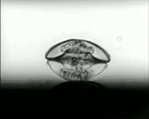 Arcella dentata (Testacea) - Bewegung und Fortpflanzung