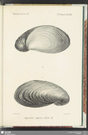 Pl. 586