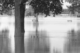 Hochwasser am Rhein