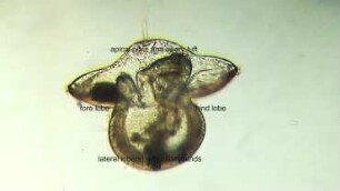 Lineus albocinctus pilidium larva Helgoland 2011