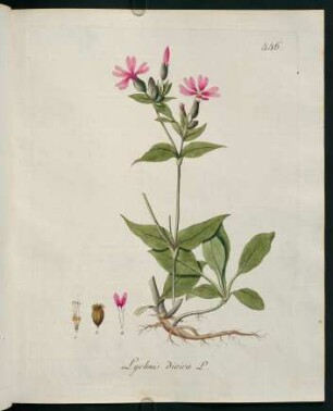 Lychnis dioica L.