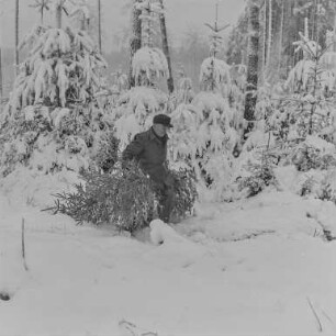 Rep. Forst Sohland : Wald bei Sohland. Winteraufnahme