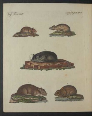 Tafel: Vierf. Thiere. XLIV.