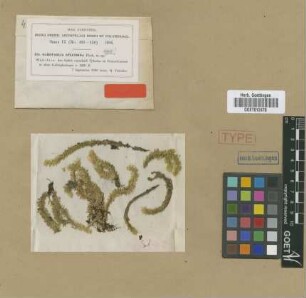 Garovaglia splendida M.Fleisch. [syntype]