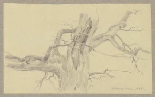 Abgestorbener Baum bei Willingshausen