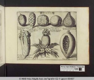 Fructus: verschiedene exotische Früchte