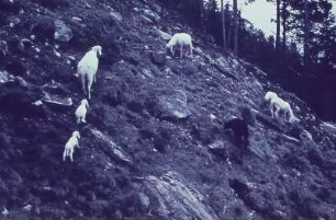 Thüringen. Schafe an einem Hang (Genossenschaftsherde Steinbacher Bauern)