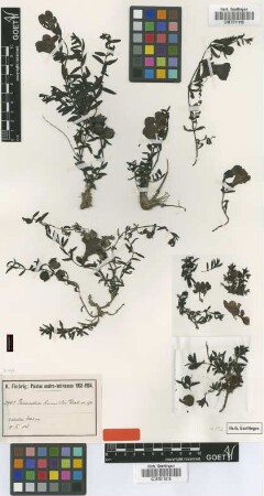 Gerardia humilis Diels [isotype]
