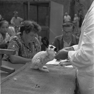 Kleintierausstellung des Kleintierzuchtvereins Beiertheim-Bulach.