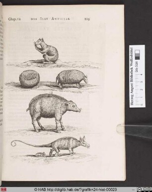 De cinq fortes de Bestes à quatre pieds, qu´on a trouvè en ces Iles.