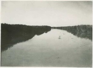 Litcova-Kanal. Beiderseits Phragmites-Plaur