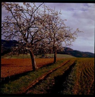 Donaueschingen: Parkweg an der Donau