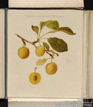 Herrenhäuser doppelte Mirabelle