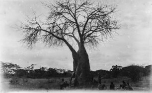 Rast am Baobab : Die Forschungsreisenden und ihre Begleiter bei der Rast unter einem Baobab