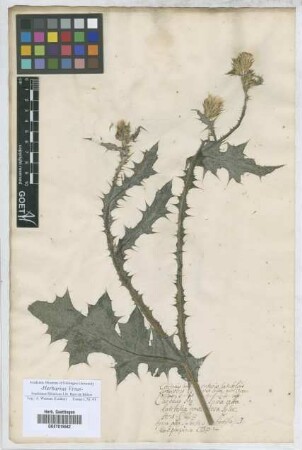 Spina