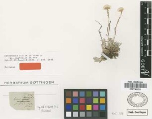 Antennaria dioica (L.) Gaertn. var. Griseb. australis[syntype]