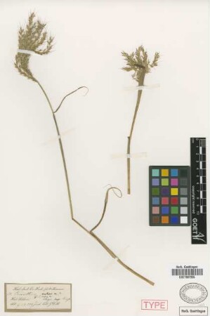 Erianthus nudipes Griseb.
