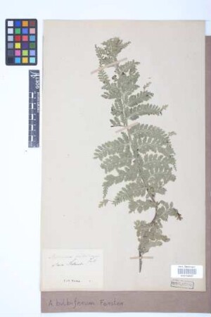 Asplenium bulbiferum G.Forst.