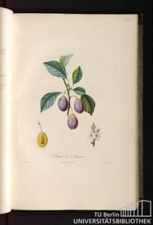 P. XXXVII. Prune de S. Maurin.