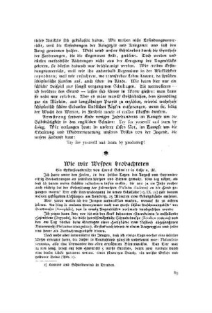 Wie wir Wespen beobachteten
