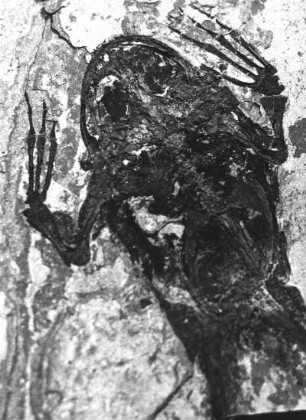 Großer Frosch. Abdruck auf oberoligzänem Schiefer der Schieferhalde von Seifhennersdorf