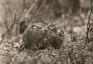 Feldhase : Feldhase (Lepus europaeus) Jungtier, ruhend