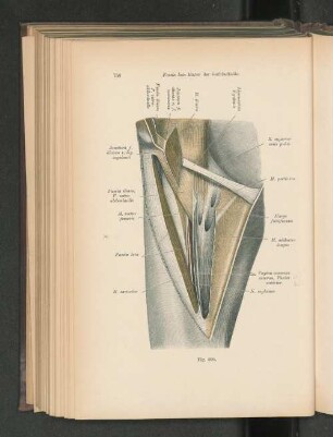 Fig. 594. Fascia lata hinter der Gefäßscheide.