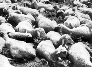 Schafe auf der Weide nahe Ratzeburg
