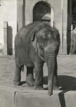 Asiatischer Elefant (Elephas maximus) im Dresdner Zoo. Elefantenjunges Schoepfi, zweijährige Elefantenkuh