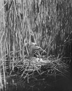 Rohrdommel am Nest : Rohrdommel (Botaurus stellaris Linnaeus) kommt auf das Nest.