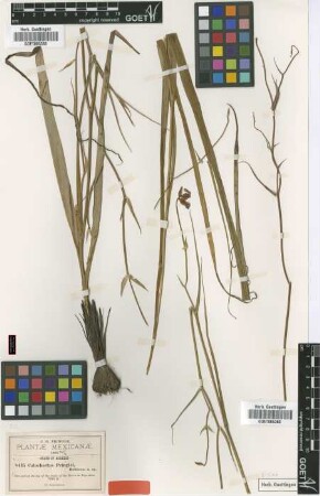 Calochortus pringlei B.L.Rob. [type]