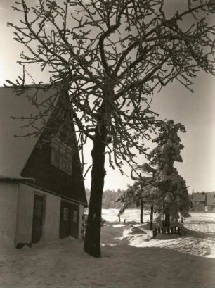 Zinnwald-Georgenfeld. Rauhreifbehangene Eberesche im Gegenlicht in Georgenfeld