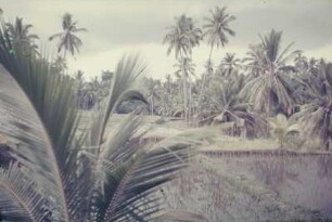 Reisefotos Indonesien. Java. Landschaftsausschnitt mit bewässertem Reisfeld
