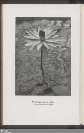 Nymphea Lotus rubra