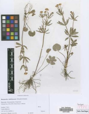 Ranunculus vindobonensis E. H&ouml;randl & W. Gutermann[paratype]