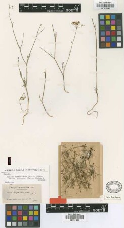 Carum bourgaei Boiss. [syntype]
