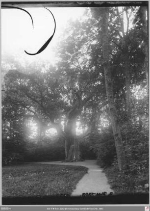 Alter Baum in Wilhelmsbad