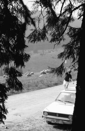 Schafherde am Lachenwasen bei Todtnauberg mit Personen im Hintergrund