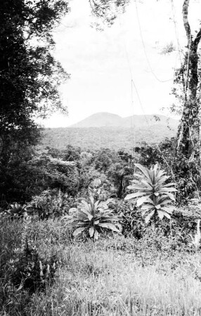 Mount Rungwe : Blick über eine Ebene mit Dschungelvegetation. Im Hintergrund der Mount Rungwe