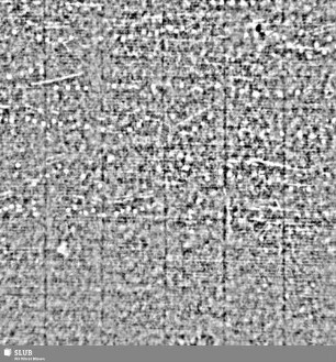 Lilienschild + IESV / LW = S.1/2