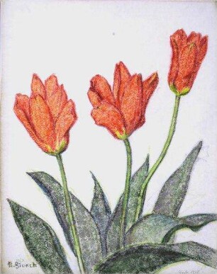 Drei Tulpen