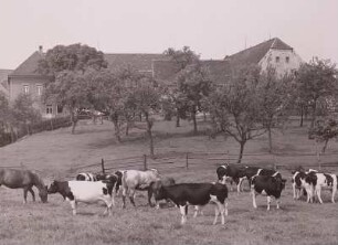 Gastewitz, Hof Carl Spenke, Pferde u. Rinder