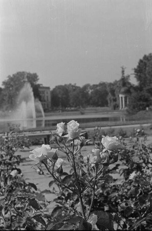 Rosen im Agra-Park